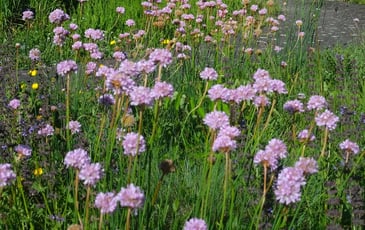 Visite des jardins du Conservatoire botanique du Massif central