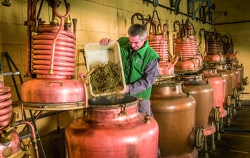 Visite guidée de la Distillerie, Verveine du Velay Pagès